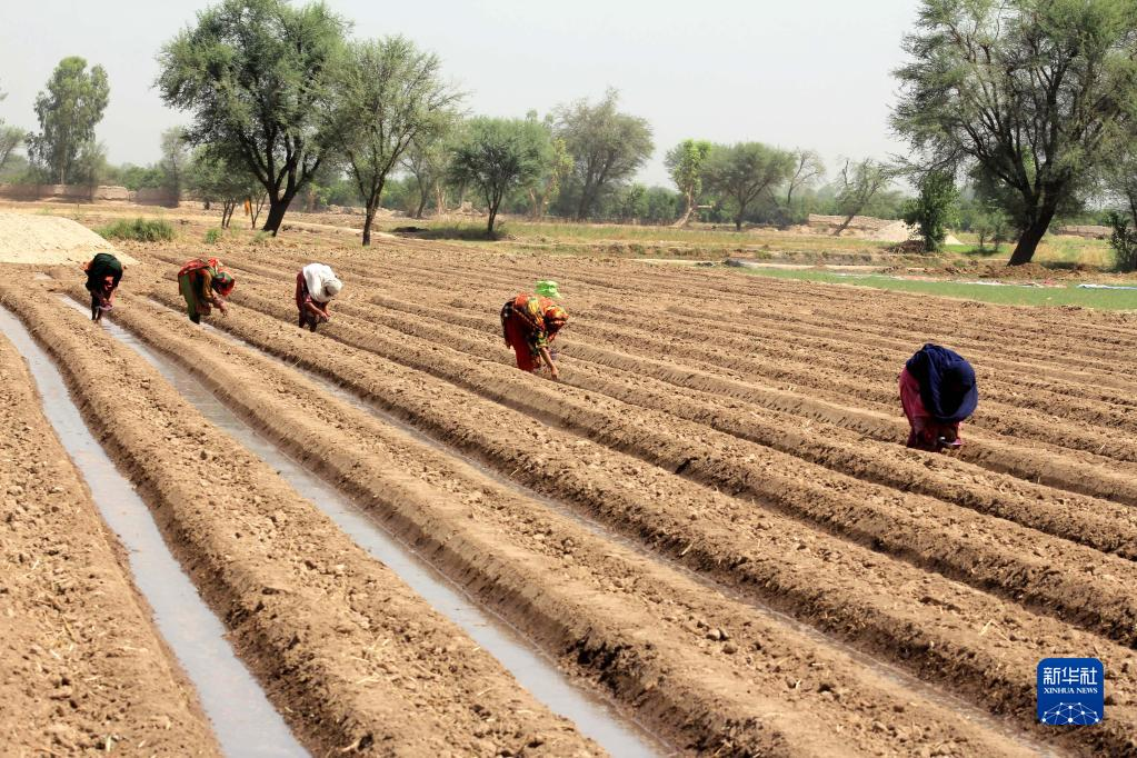 巴基斯坦棉花播种进行时
